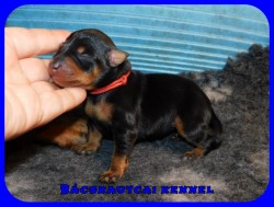 Bcskautcai Ophra Chloe