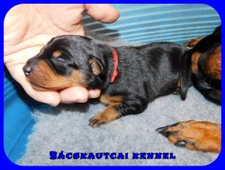 Bcskautcai Ophra Chloe