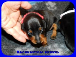 Bcskautcai Ophra Chloe