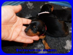 Bcskautcai Ophra Chloe