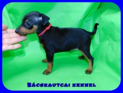 Bcskautcai Ophra Chloe