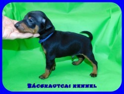 Bcskautcai Ozark