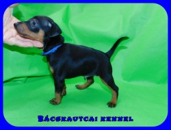 Bcskautcai Ozark