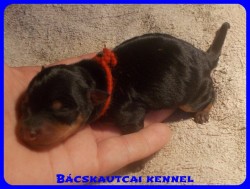 Bcskautcai Penelope