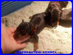 Bcskautcai Penelope
