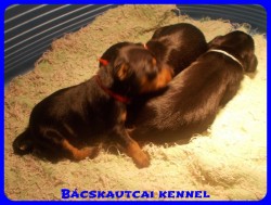 Bcskautcai Penelope