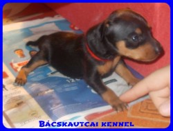 Bcskautcai Penelope