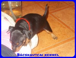 Bcskautcai Penelope