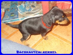 Bcskautcai Penelope