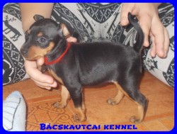 Bcskautcai Penelope