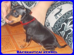 Bcskautcai Penelope