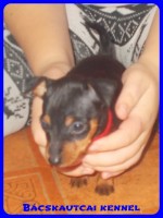 Bcskautcai Penelope