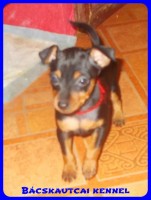 Bcskautcai Penelope