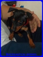 Bcskautcai Penelope