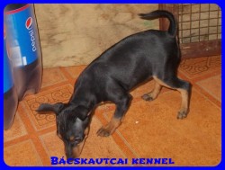 Bcskautcai Penelope