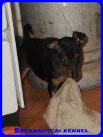 Bcskautcai Penelope