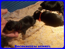 Bcskautcai Percy
