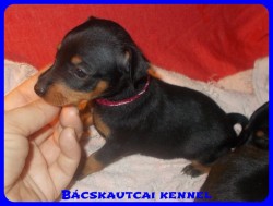 Bcskautcai Percy