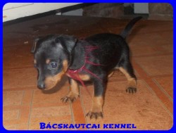 Bcskautcai Percy