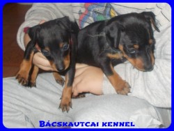 Bcskautcai Percy