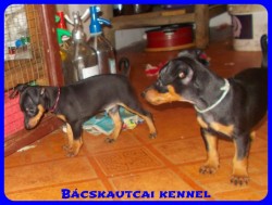 Bcskautcai Percy