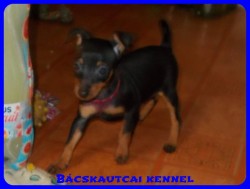 Bcskautcai Percy