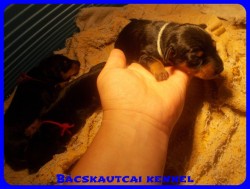 Bcskautcai Perry