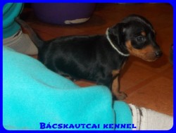 Bcskautcai Perry