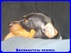 Bcskautcai Perry