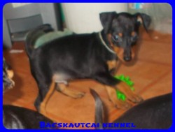 Bcskautcai Perry