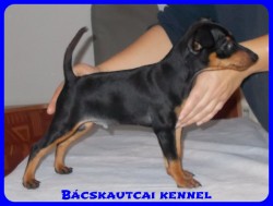 Bcskautcai Perry