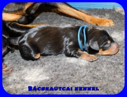 trpe pinscher P-alom