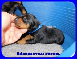 trpe pinscher P-alom