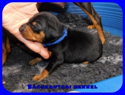 trpe pinscher P-alom