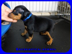 trpe pinscher P-alom