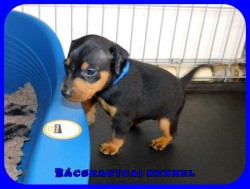 trpe pinscher P-alom