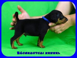 trpe pinscher P-alom