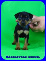 trpe pinscher P-alom