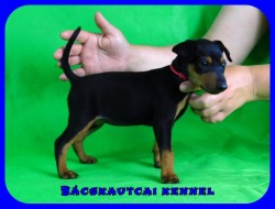 Bcskautcai Polli Mendi
