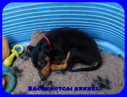 Bcskautcai Polli Mendi