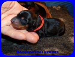trpe pinscher P-alom