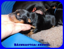 trpe pinscher P-alom