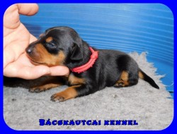 trpe pinscher P-alom