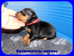 trpe pinscher P-alom