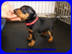 trpe pinscher P-alom