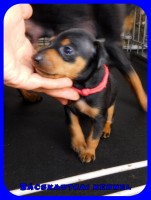 trpe pinscher P-alom