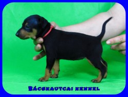 trpe pinscher P-alom