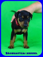 trpe pinscher P-alom
