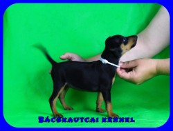 Bcskautcai Pttm Panna