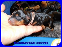 trpe pinscher P-alom